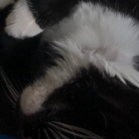 Profile Picture of Sean McCain (@seanmccain0) on Tiktok