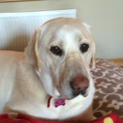 Profile Picture of Shane McElroy (@PuckFair) on Youtube