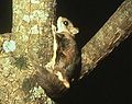 Profile Picture of Flying squirrelon Wikipedia