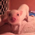 Profile Picture of ShellyleI (@shellylei77) on Instagram