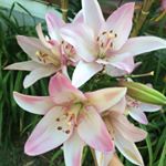 Profile Picture of Hannah Harkey (@_hannah_aesthetic_) on Instagram