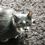 Profile Picture of Joshua Pelletier (@pelletierjosh2019) on Instagram