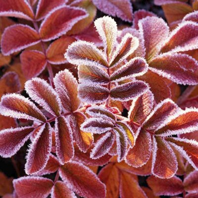 Profile Picture of Mariah Henry (@Angle12385) on Twitter