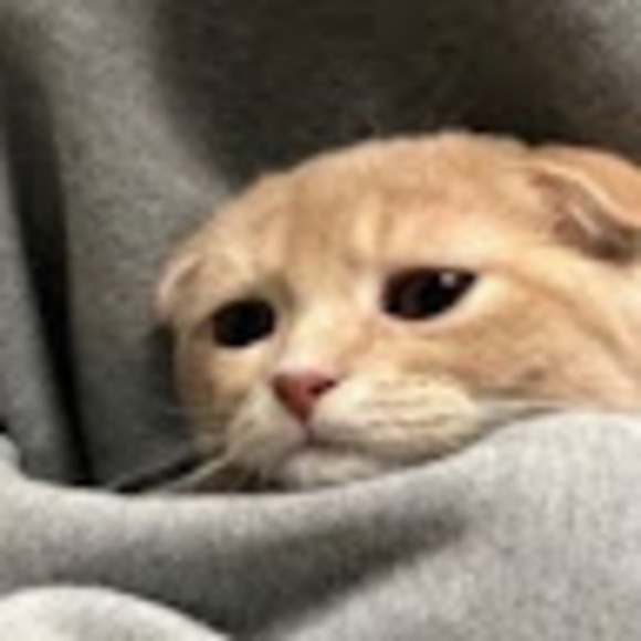 Profile Picture of Alexis Terwilliger (@alohabunnie) on Poshmark