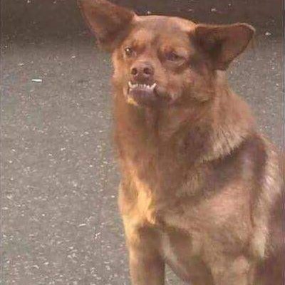 Oswaldo Gallegos - Twitter Profile Picture of Oswaldo Gallegos (@FantasticBabXD) on Twitter