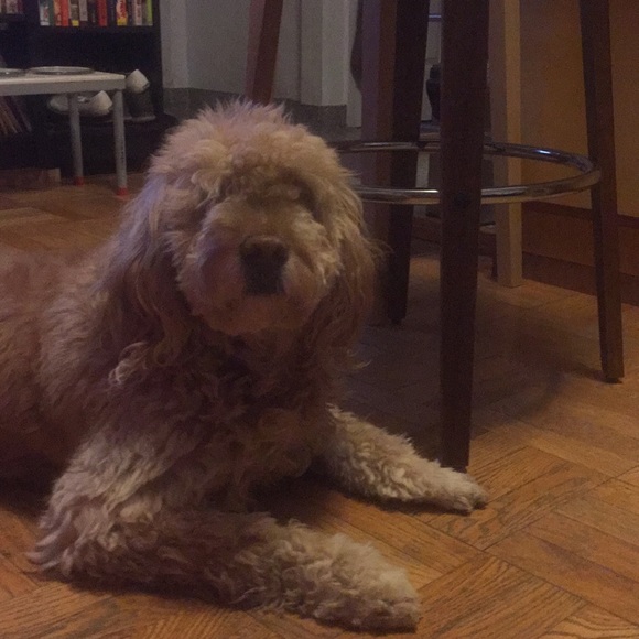 Profile Picture of Jose Mayorga (@josemayo77) on Poshmark