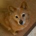 Profile Picture of Shannon Drago (@MagicCarpetDog) on Facebook