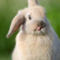 Profile Picture of Alice Miller (@alice-miller-142) on Quora