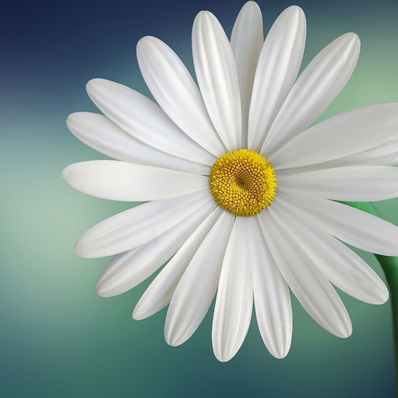 Profile Picture of Arianna Caamano (@ace5688) on Poshmark