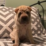 Profile Picture of Jason Whidby (@mav.bear) on Instagram