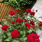 Profile Picture of Liang Chien (@Liang-Chien) on Facebook