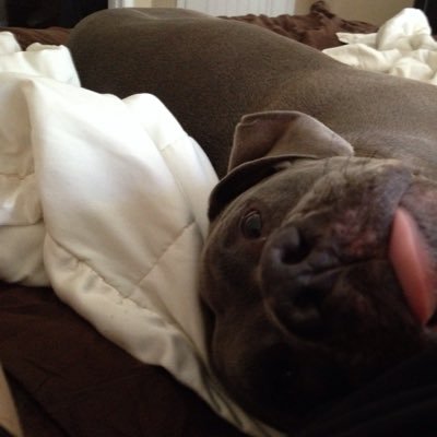 Profile Picture of Thomas Miers (@tmiers) on Twitter