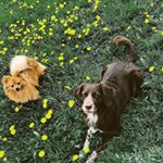 Profile Picture of Bailey & Frieda🐾 (@bestfriendsdevils) on Instagram