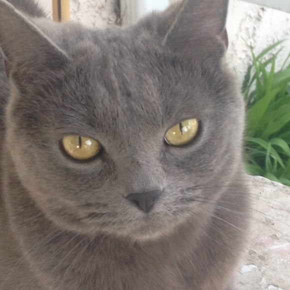 Profile Picture of Kylee Green (@kylee1231313) on Poshmark