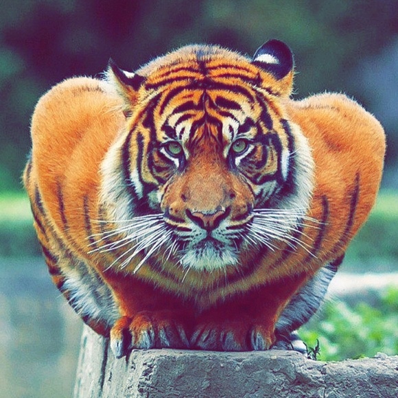 Profile Picture of Ivan Cabral (@_yungogenius) on Poshmark