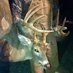 Profile Picture of Chad Steffey (@ChadSteffey2) on Twitter