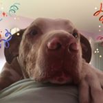 Profile Picture of Marilyn Akre (@nelson_the_catahoula_canine) on Instagram