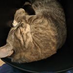 Profile Picture of Matthew Leiding (@_matthew_leiding_13) on Instagram