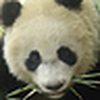 Profile Picture of panda jo (@panda jo) on Flickr