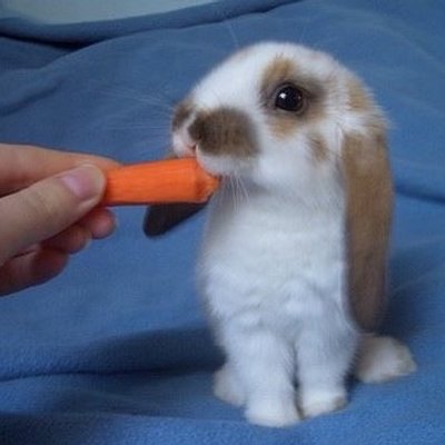 Profile Picture of Tim Castle (@TimTimcastle) on Twitter