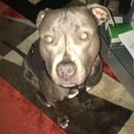 Profile Picture of Daniel Peschel (@dastraudel) on Instagram