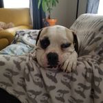 Profile Picture of Vince savarese (@vincentlaguardiagambino) on Instagram