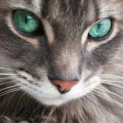 Profile Picture of Bobbi Adams (@CatTales101) on Twitter