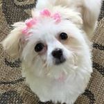 Profile Picture of Linda Brunner (@brunray49) on Instagram