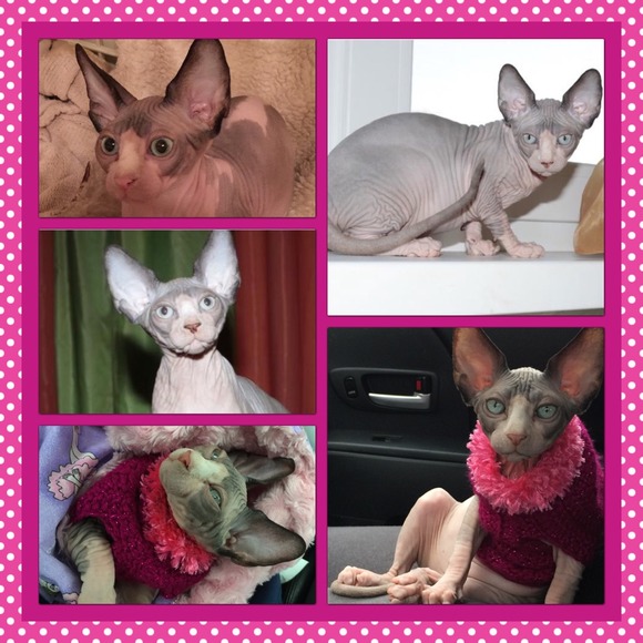 Profile Picture of Chrishana Gates (@chrishana) on Poshmark