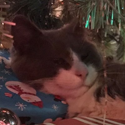 Profile Picture of Happy Cat (@Timothy_McCoy11) on Twitter