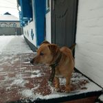 Profile Picture of Faer_Dog (@faer_dog) on Instagram