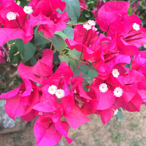 Profile Picture of Crystal Loza (@cloza215) on Poshmark