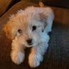 Profile Picture of charlee_sharpe (@charlee_sharpe) on Tiktok