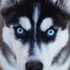 Profile Picture of Daniel Lance (@@creeperwolf735555) on Tiktok