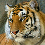 Profile Picture of Andrew Xing (@andrewxing2998) on Youtube