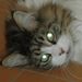Profile Picture of Nathaniel Fine (@nf44779) on Pinterest