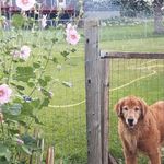 Profile Picture of Flowers2Market (@jolene.groves) on Instagram