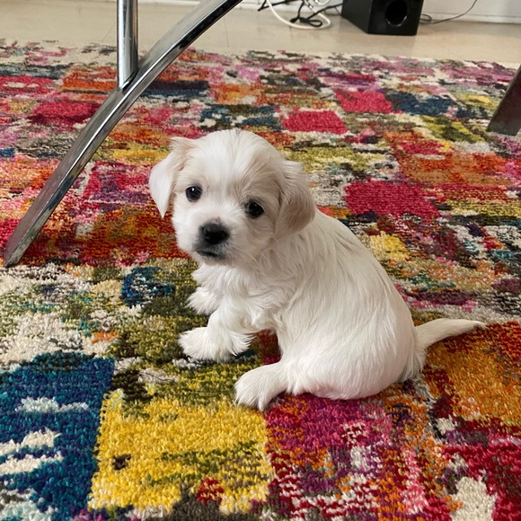 Profile Picture of Jasmine Savage (@jsavage49) on Poshmark