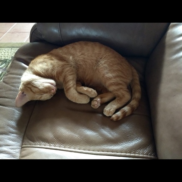 Profile Picture of Melisa Burfeindt (@melb358) on Poshmark