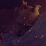 Profile Picture of Amy Waring (@snowyfizzy_yt) on Instagram