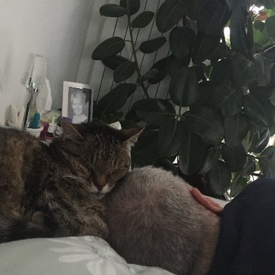 Profile Picture of Tim Keese (@keesetim) on Twitter