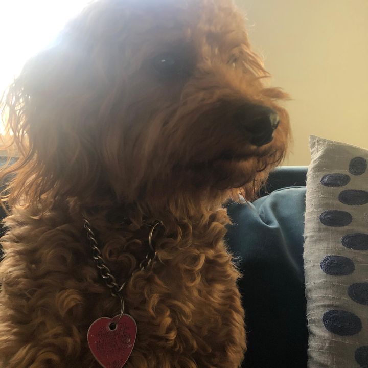 Profile Picture of Eden Gertzulin (@edengertzulin) on Tiktok