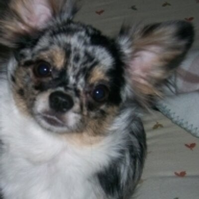 Profile Picture of Corey Gill (@cjg20252005) on Twitter