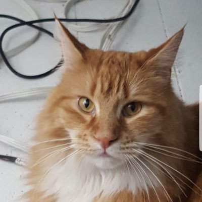 Profile Picture of Albert H. White, Jr. (@albewolf) on Twitter