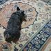 Profile Picture of Cleopatra Schnauzerbowzer (@cleopatra.schnauzerbowzer) on Facebook
