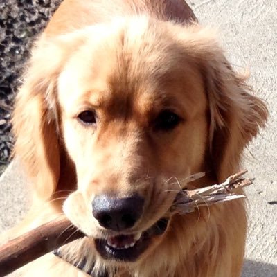 Profile Picture of Tom_Nance (@jemboard) on Twitter