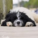 Profile Picture of Joel Savedge (@shelbythenewdle) on Instagram