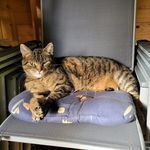 Profile Picture of Jerry (Kilinc/Nießen) (@das_leben_des_jerry) on Instagram