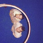 Profile Picture of Giuseppe.Alaimo (@beppe_49) on Instagram