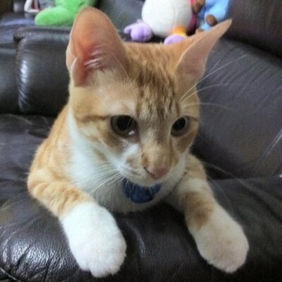 Profile Picture of Casey Huang (@Casey0521) on Twitter